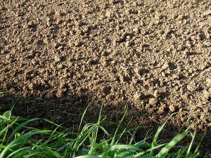 rake soil to a fine tilth before laying turf or seed